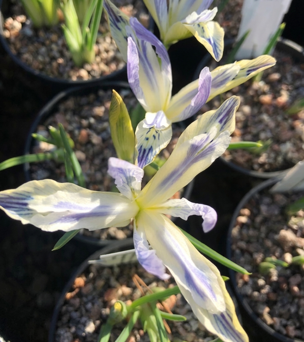 Iris reticulata 'Painted Lady' 